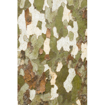 Platan (Platanus acerifolia) 90-120 cm, arbore ornamental - Img 2