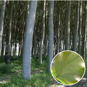 Plop productie (Populus x Clona I 214), perdea forestiera