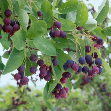 Pomul de stafide (Amelanchier alnifolia Mandam), planta gard viu, arbust fructifer