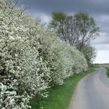 Porumbar ( Prunus spinosa), planta gard viu, arbust fructifer - Img 4