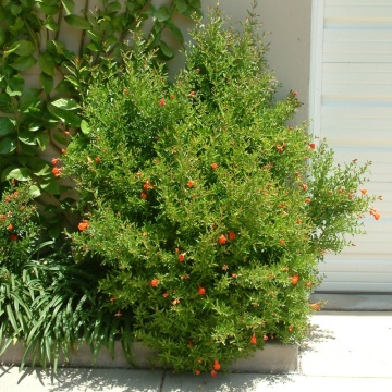 Rodie pitica (Punica granatum Nana), arbust ornamental - Img 3
