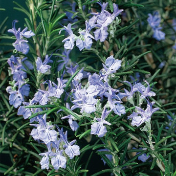 Rozmarin (Rosmarinus Blue Winter), vesnic verde, planta aromatica, frunzis albastru - Img 3