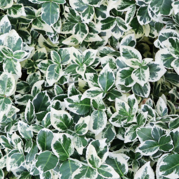 Salba argintie (Euonymus fortunei Emerald Gaiety), vesnic verde, arbust ornamental, frunzis verde-argintiu