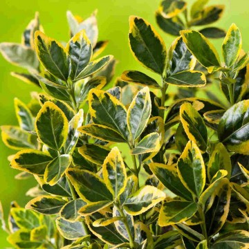 Salba galbena (Euonymus japonicus Aurea) 50-60 cm