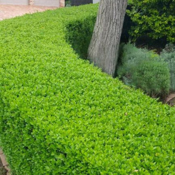 Salba vesnic verde (Euonymus japonicus Jean Hugues), planta gard viu - Img 3