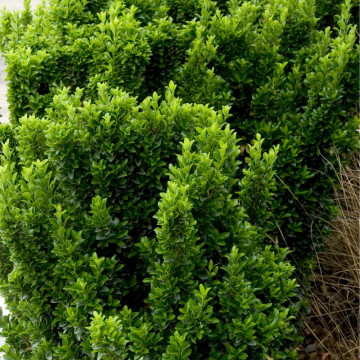Salba vesnic verde (Euonymus japonicus), planta gard viu, frunzis verde-galben - Img 5