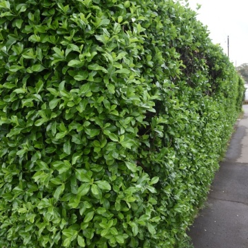 Salba vesnic verde (Euonymus japonicus), planta gard viu, frunzis verde-galben - Img 3