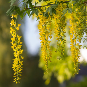 Salcam galben (Laburnum anagyroides) 20-40 cm - Img 3