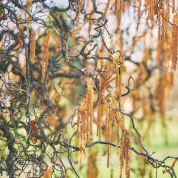 Salcie creata (Salix matsudana tortuosa), planta gard viu, arbore ornamental, gradina japoneza - Img 3