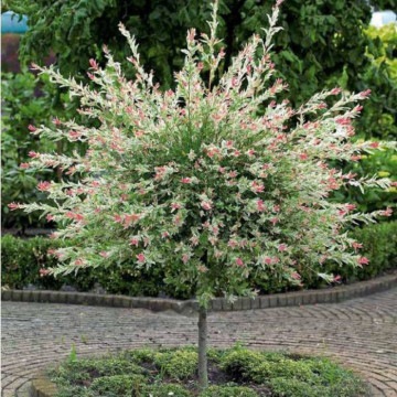 Salcie japoneza (Salix integra Hakuro Nishiki), arbust ornamental, gradina japoneza, frunzis multicolor - Img 4