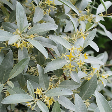 Salcioara (Elaeagnus commutata), planta gard viu, arbust ornamental, perdea forestiera