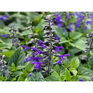 Salvia guarantica sar Black and Lavender