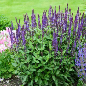 Salvie (Salvia nemorosa Salvatore Blue), planta perena, planta aromatica, planta medicinala