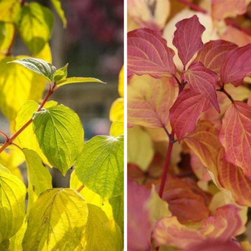 Sanger decorativ ( Cornus sanguinea Winter Beauty), arbust ornamental - Img 2