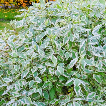 Sanger decorativ Elegantissima (Cornus alba Elegantissima), planta gard viu, planta ornamentala, frunzis verde-argintiu - Img 2