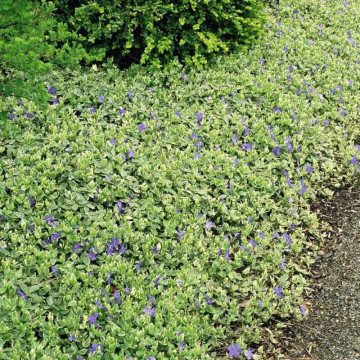 Saschiu (Vinca major Variegata), planta acoperitoare de sol, flori albastru, frunzis verde-argintiu - Img 3