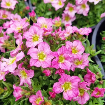 Saxifraga roz (Saxifraga X Arendesii Carpet Pink), vesnic verde, planta acoperitoare de sol, flori roz