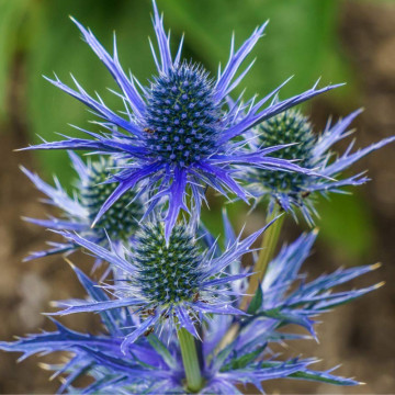 Scai vanat (Eryngium planum Blue hobbit), vesnic verde, planta perena, flori albastru - Img 2