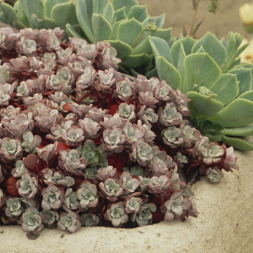 Sedum spathulifolium Purpureum, planta perena - Img 3