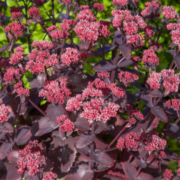 Sedum telephium Seduction Cherry Chocolate