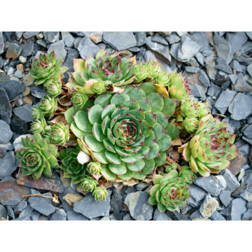 Sempervivum hybridum Mix - ghiveci 2l, planta acoperitoare de sol - Img 2