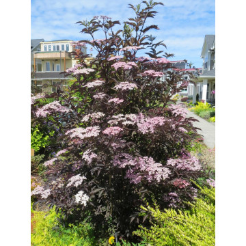 Soc cu frunze rosii (Sambucus nigra Black Lace), arbust fructifer, planta melifera, planta parfumata - Img 1