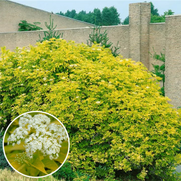 Soc galben (Sambucus nigra Aurea), planta gard viu, arbust fructifer, planta melifera