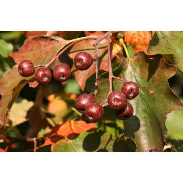 Sorb, scorus (Sorbus torminalis) 20-40 cm