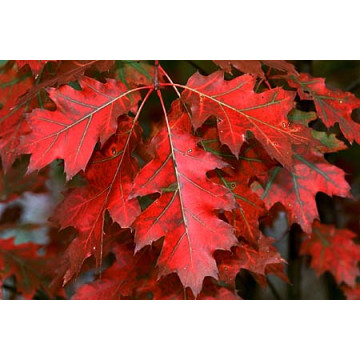 Stejar rosu (Quercus rubra) 25-40 cm - Img 3