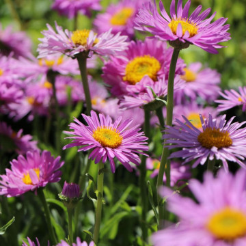 Stelute (Aster alpinus Happy End) ghiveci 2 l, planta perena, flori roz - Img 3