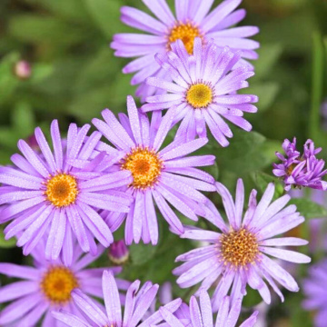 Stelute de toamna (Aster frikarti), planta perena, planta melifera, flori mov