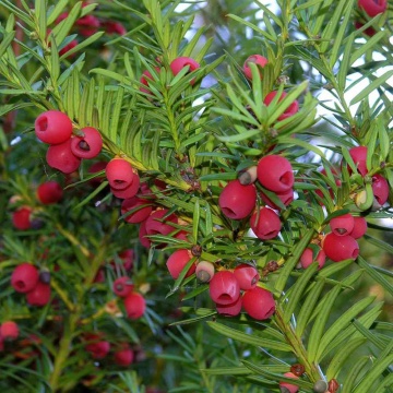 Tisa columnara (Taxus bac. Fastigiata Robusta) - Img 2