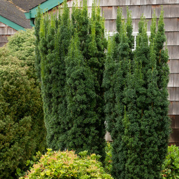 Tisa Hicksii (Taxus media Hicksii), planta gard viu, vesnic verde - Img 2