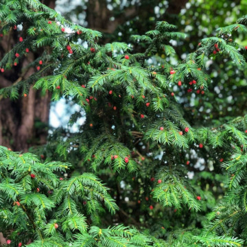 Tisa (Taxus baccata) - Img 2