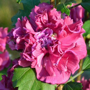 Trandafir chinezesc mov (Hibiscus syriacus Duc de Brabant), planta gard viu, arbust ornamental, flori roz - Img 2