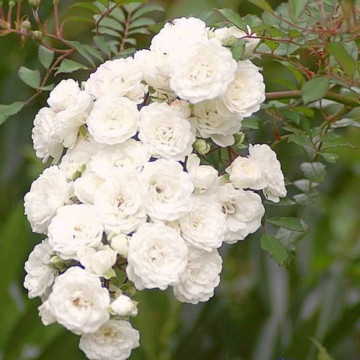 Trandafir pitic alb (Rosa White Fairy) - Img 4