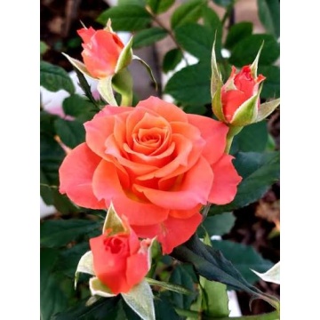 Trandafir pitic portocaliu (Rosa miniature Orange)