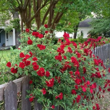 Trandafir pitic rosu (Rosa miniature Red), arbust ornamental, planta parfumata, flori rosu - Img 2