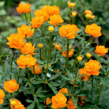 Trollius chinensis Golden Queen, planta perena, flori galbene - Img 3