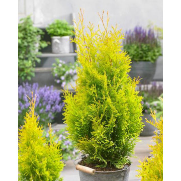 Tuia smarald galbena (Thuja occ. 'Sunny Smaragd'), planta gard viu, vesnic verde
