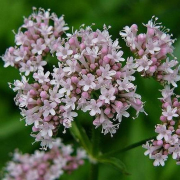 Valeriana (Valeriana officinalis), planta perena, planta aromatica, planta medicinala