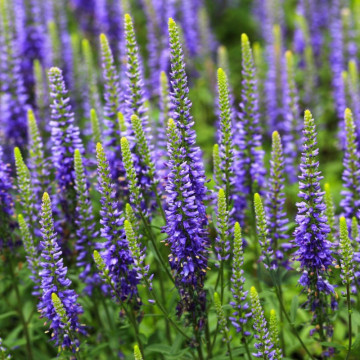 Veronica albastra (Veronica spicata Nana Blauteppich), planta perena, flori albastru