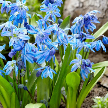 Viorele (Scilla Siberica), planta de gradina - Img 2