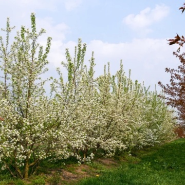 Visin Turcesc (Prunus Mahaleb)