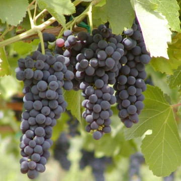 Vita de vie cu bobul negru de masa (Vitis Zilga), planta fructifera, planta melifera - Img 2