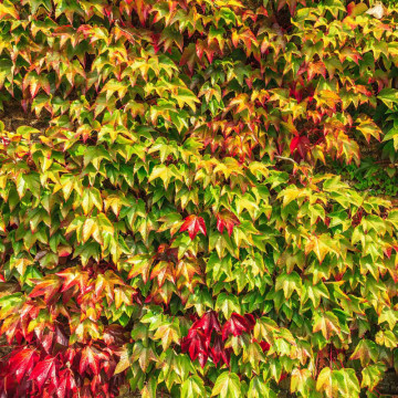 Vita japoneza (Parthenocissus tricuspidata Veitchii), planta gard viu, planta cataratoare