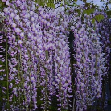 Wisteria flor. 'Cascade', planta cataratoare, flori roz