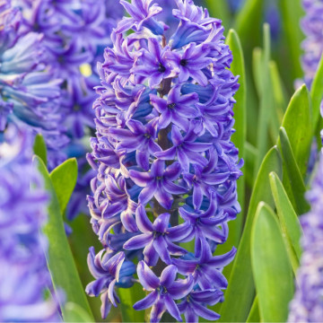 Zambile albastre (Hyacinthus Blue Jacket), bulbi zambile, flori albastru