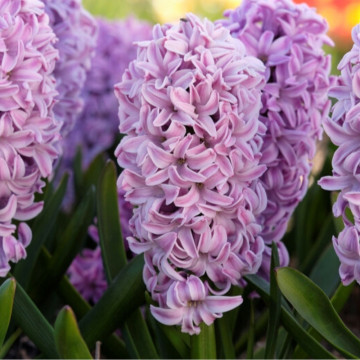 Zambile mov (Hyacinthus Splendid Cornelia), bulbi zambile, flori mov - Img 2