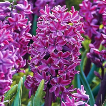 Zambile violet (Hyacinthus Woodstock), bulbi zambile, flori mov